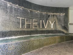 The Ivy